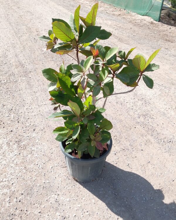 Terminalia catappa