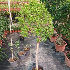 Eugenia myrtifolia