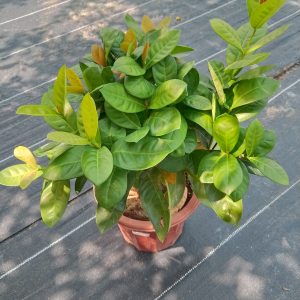 Ixora chinensis