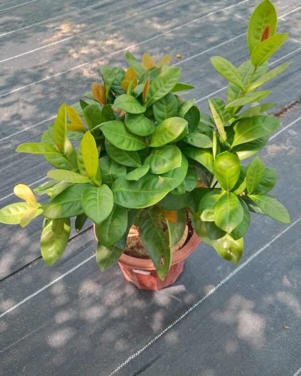 Ixora