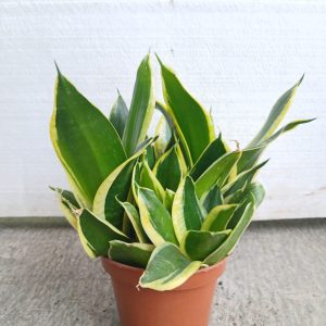 Sansevieria trifasciata var. laurentii