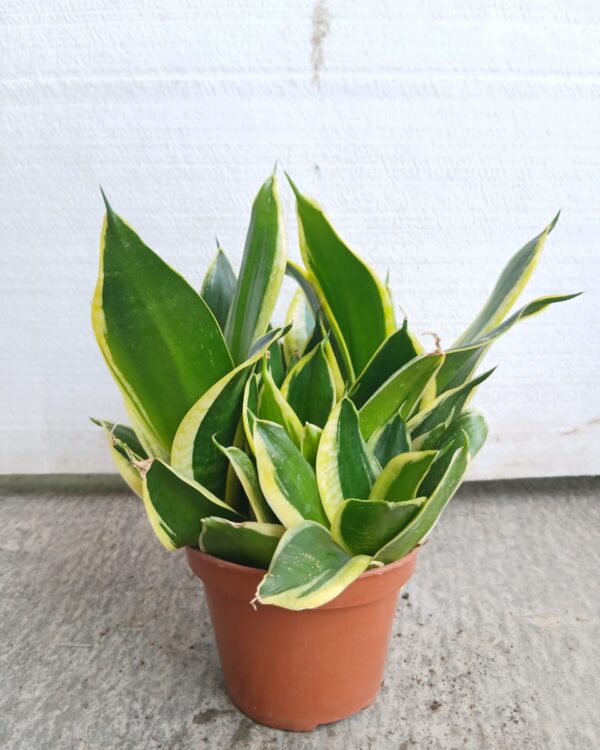 Sansevieria trifasciata var. laurentii