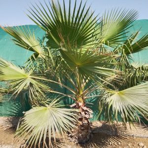 Washingtonia robusta (Ground)
