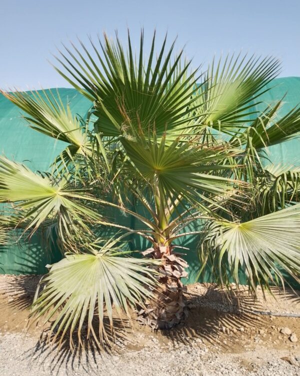 Washingtonia Robusta (Ground)