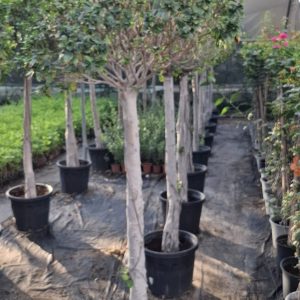 Ficus macrocarpa