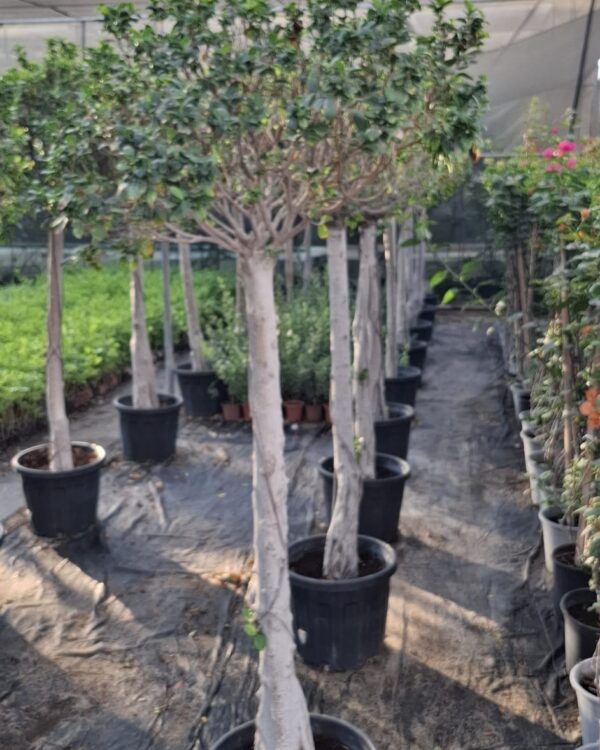 Ficus microcrpa
