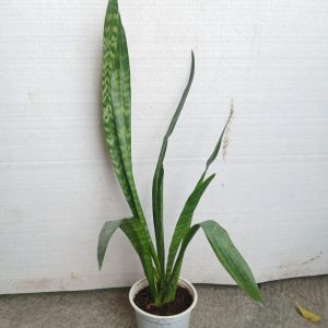 Sansevieria trifasciata
