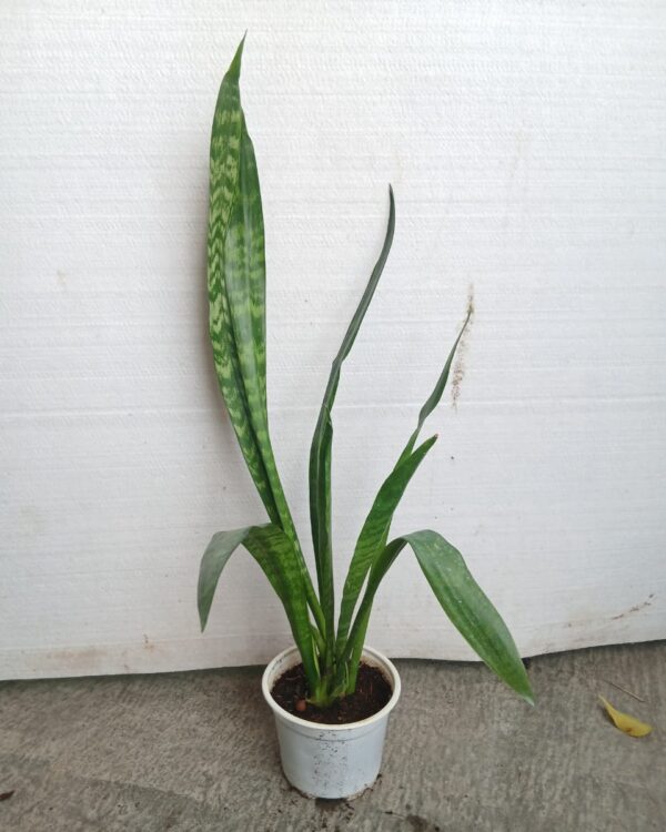 Sansevieria trifasciata