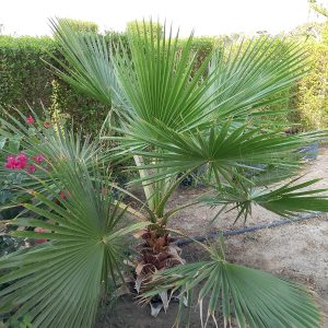 Washingtonia robusta (Ground)