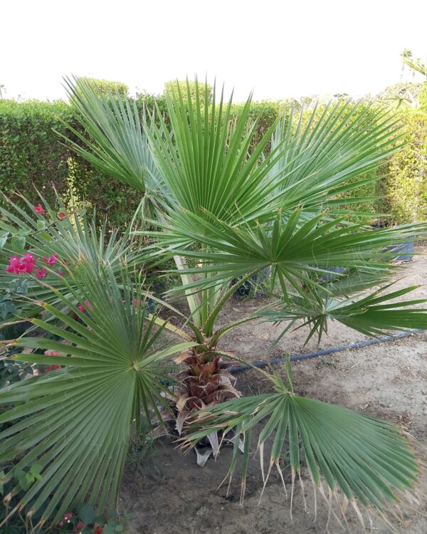 Washingtonia Robusta (Ground)