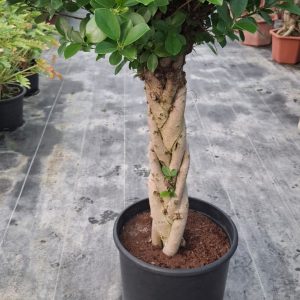 Ficus panda twisted