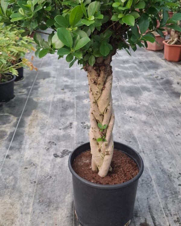 Ficus microcrpa
