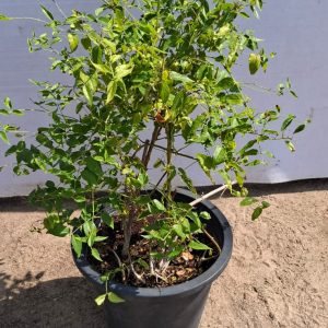 Jasminum nitidum