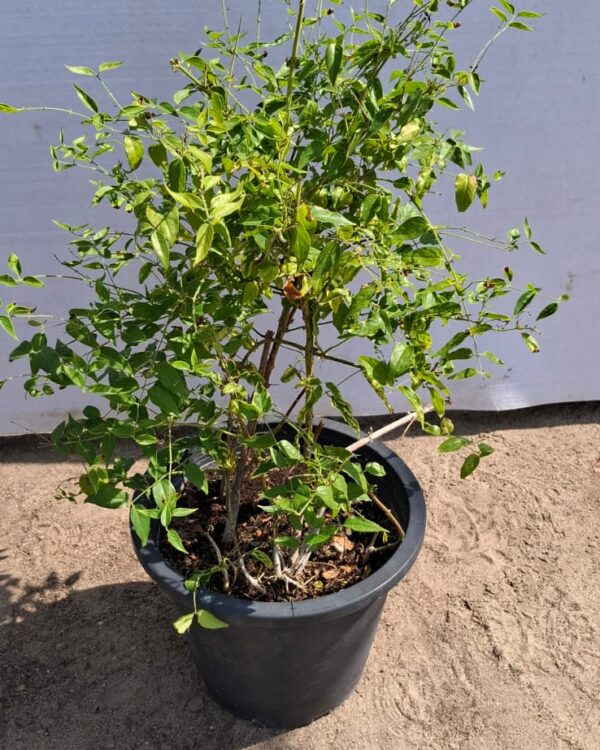 Jasminum nitidum