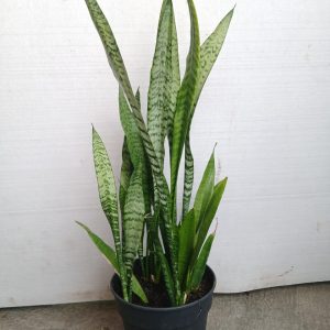 Sansevieria trifasciata