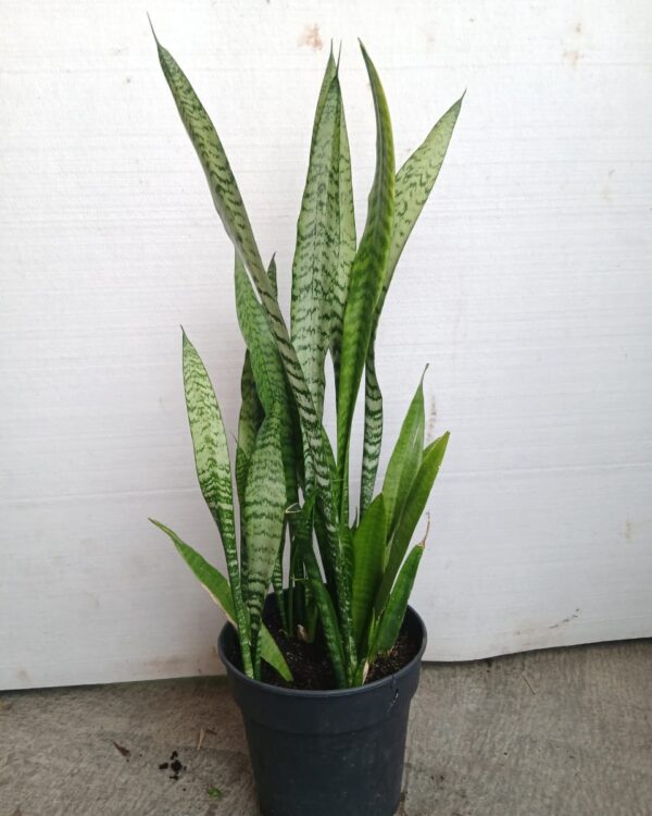 Sansevieria trifasciata