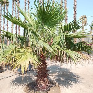 Washingtonia robusta (Ground)