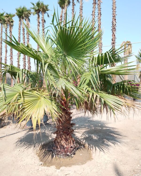 Washingtonia Robusta (Ground)