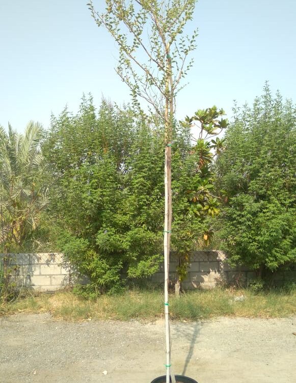 Ziziphus spina-christi