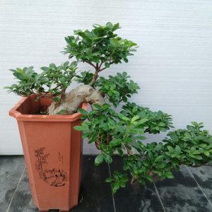 Ficus microcrpa "cascade"