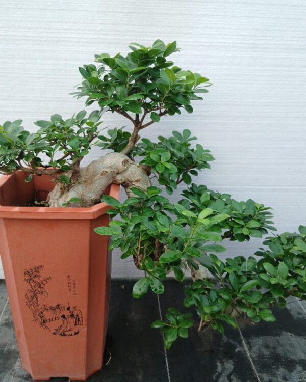 Ficus microcrpa