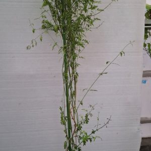 Jasminum officinale