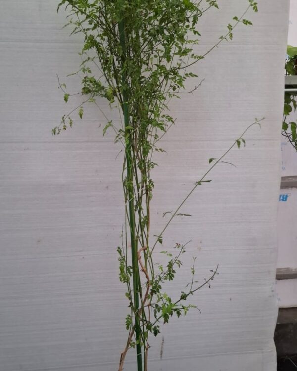 Jasminum officinale