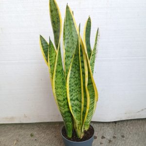 Sansevieria trifasciata var. laurentii