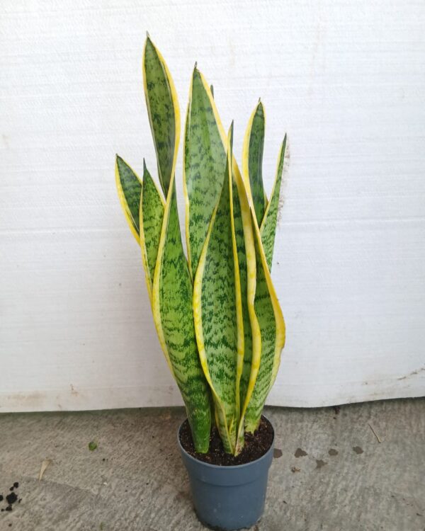 Sansevieria trifasciata var. laurentii