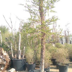 Ziziphus spina-christi