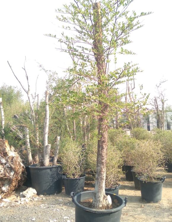 Ziziphus spina-christi