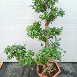 Ficus microcarpa