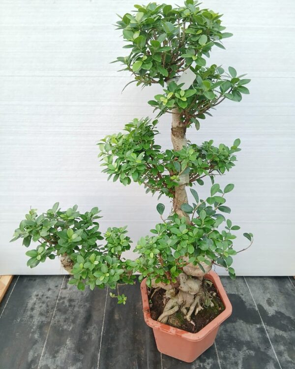 Ficus microcrpa
