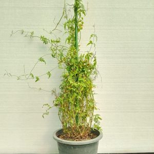 Jasminum officinale