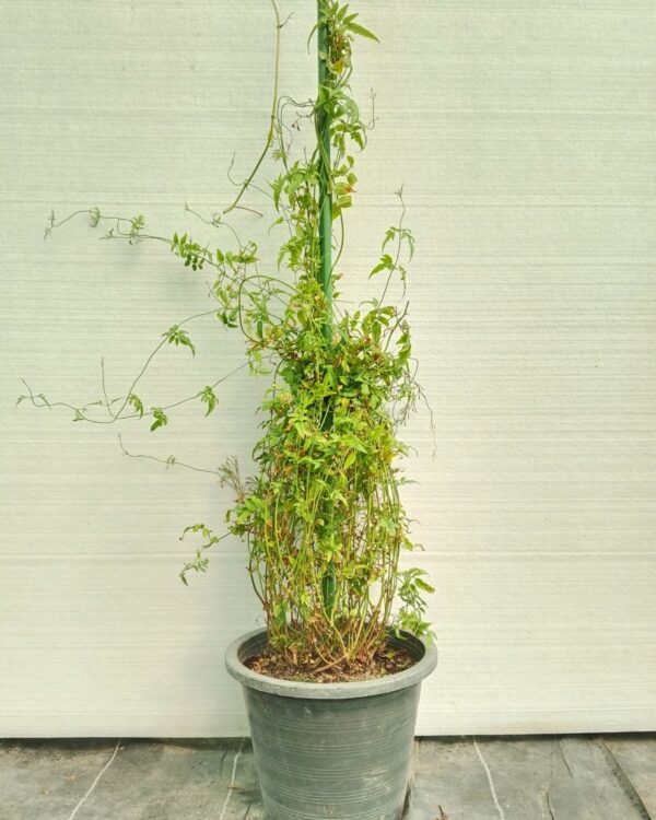 Jasminum officinale