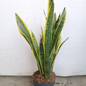 Sansevieria trifasciata var. laurentii
