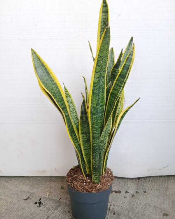 Sansevieria trifasciata var. laurentii