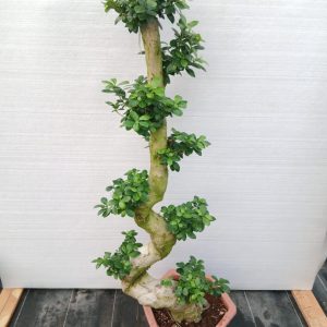 Ficus microcarpa S Shape