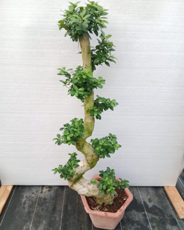 Ficus microcrpa