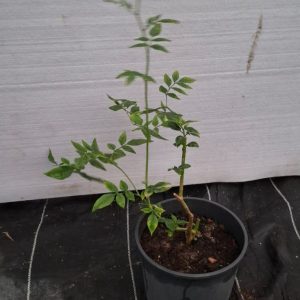 Jasminum officinale(Not ready)