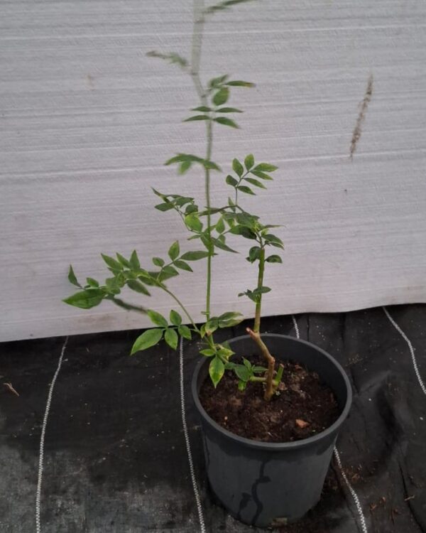 Jasminum officinale(Not ready)