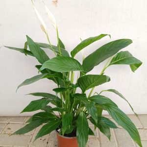 Spathiphyllum wallisii