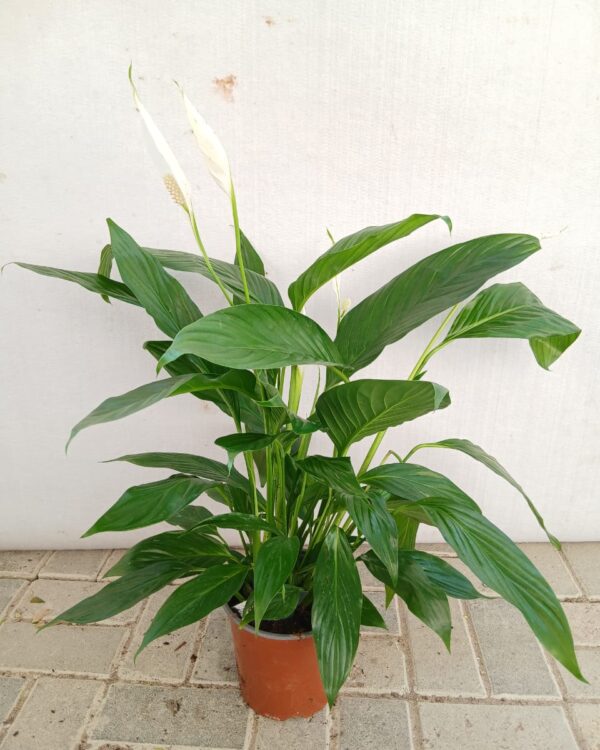 Spathiphyllum wallisii
