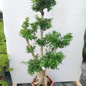 Ficus microcarpa