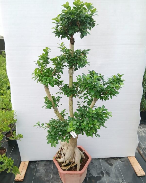 Ficus microcrpa