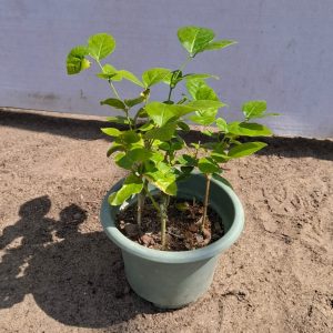 Jasminum sambac