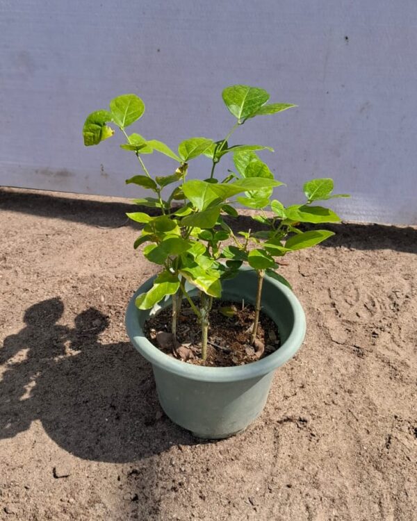 Jasminum sambac