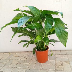 Spathiphyllum wallisii