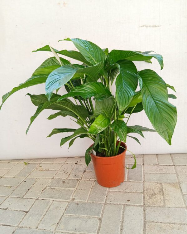 Spathiphyllum wallisii