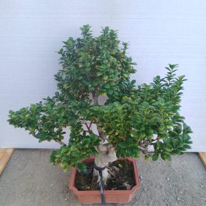 Ficus microcarpa